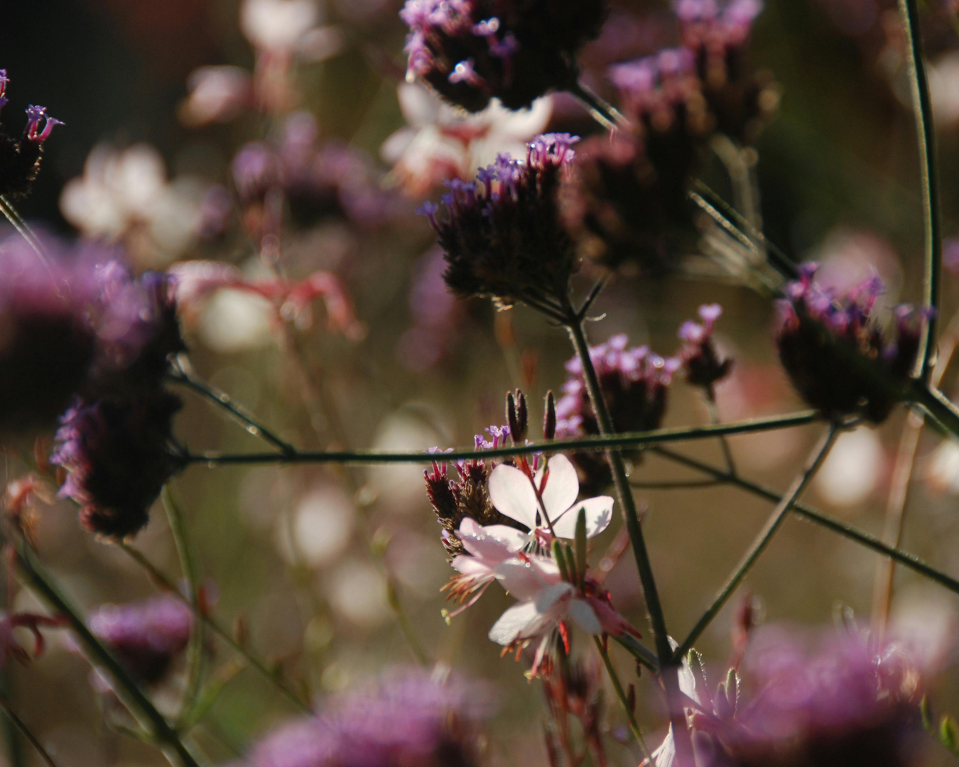 Breckenridge Wildflower Week events for Wednesday July 8, 2026